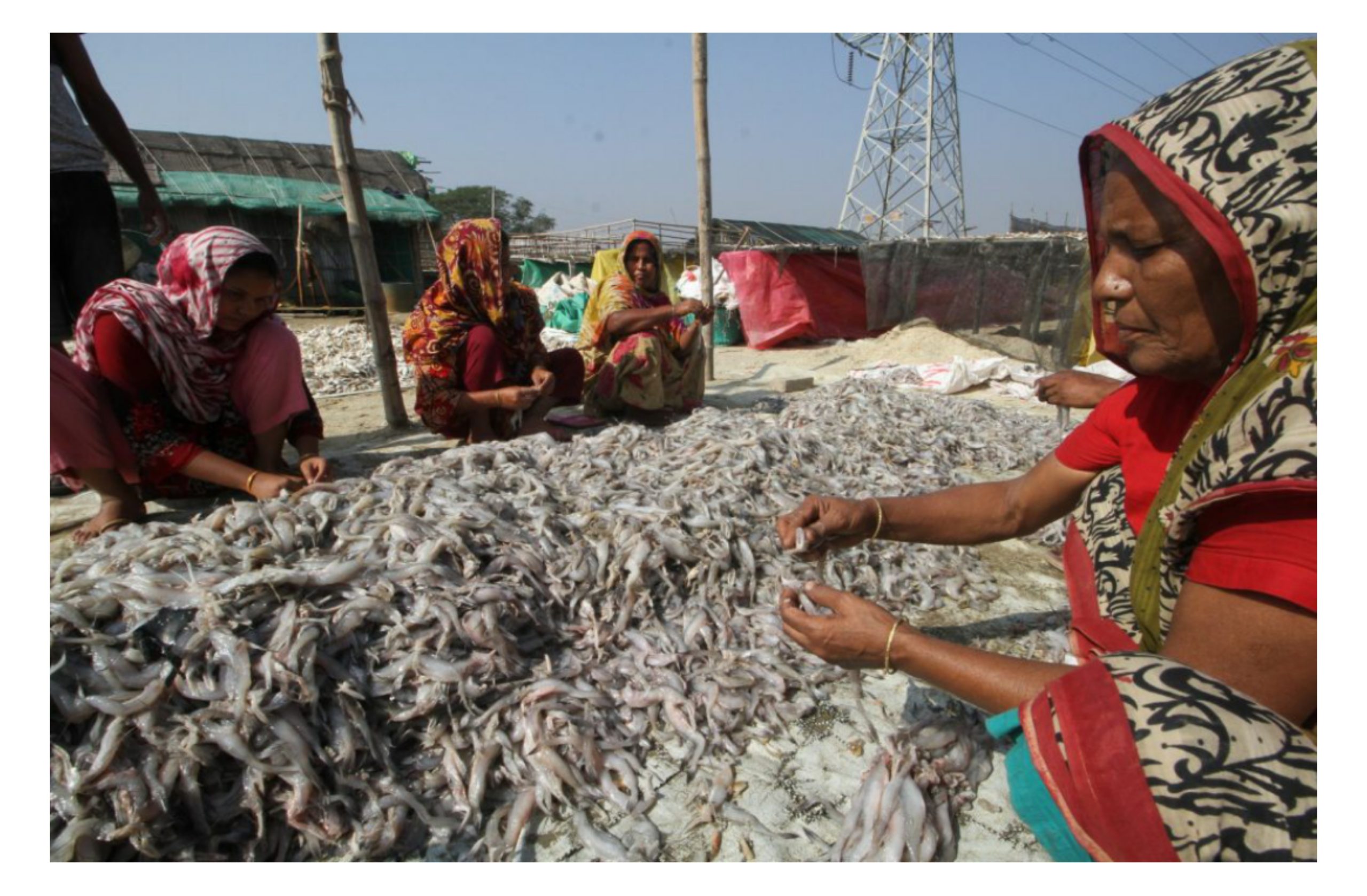 জৌলুশ হারাচ্ছে চাটগাঁইয়া শুটকি