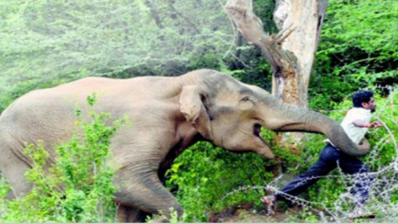 রাঙ্গুনিয়ায় বন্য হাতির আক্রমণে ১ জনের মৃত্যু