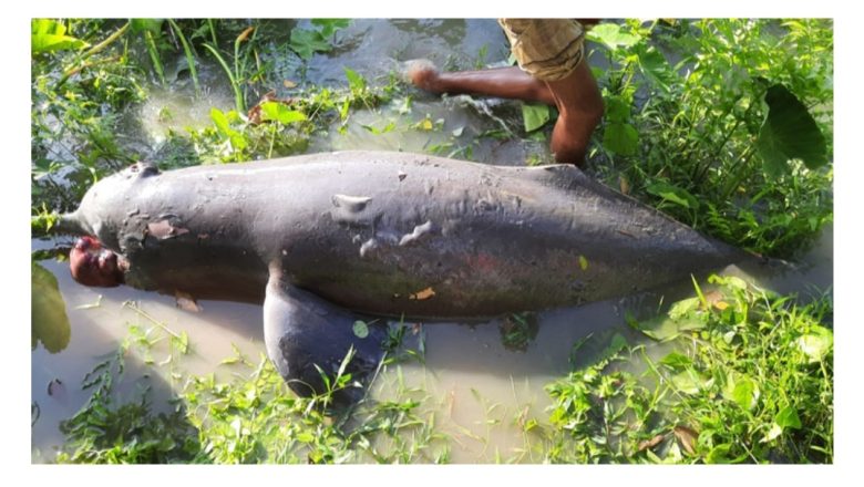 রাউজানের সর্তাখালে ২০০ কেজি ওজনের মরা ডলফিন