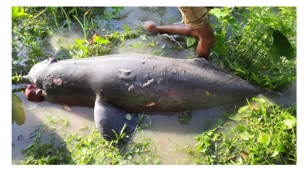 রাউজানের সর্তাখালে ২০০ কেজি ওজনের মরা ডলফিন
