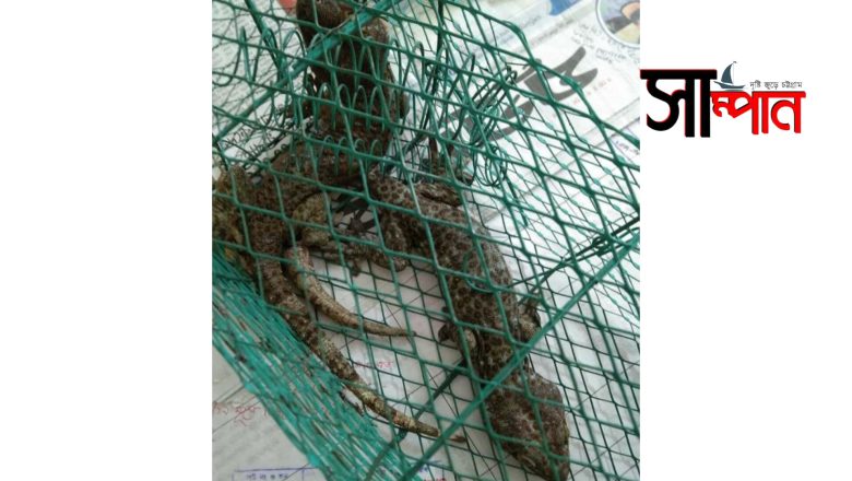 মিরসরাইয়ে সিএনজিচালিত অটোরিকশায় মিললো ২ টি তক্ষক