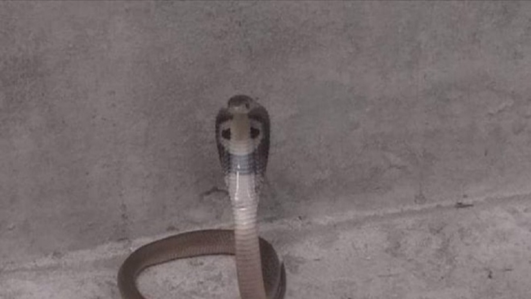 রাউজানে  বিষাক্ত  সাপের কামড়ে প্রাণ গেল গৃহবধূর