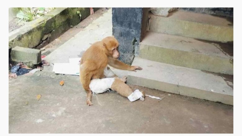 চিকিৎসা নিতে টানা ৩ দিন সীতাকুণ্ড স্বাস্থ্য কমপ্লেক্সে আসলেন আহত বানর