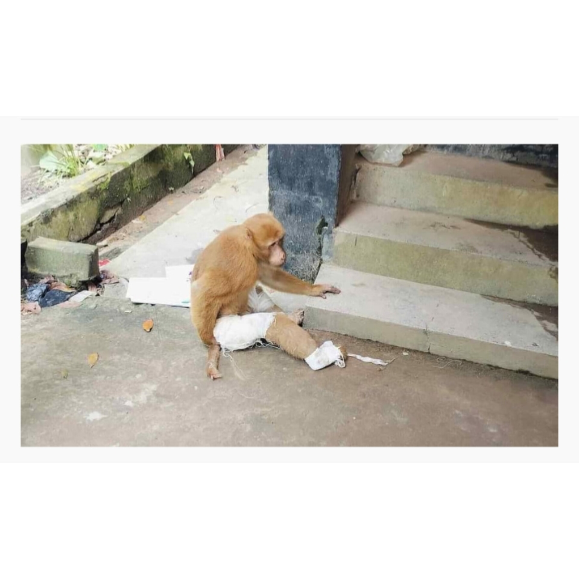 চিকিৎসা নিতে টানা ৩ দিন সীতাকুণ্ড স্বাস্থ্য কমপ্লেক্সে আসলেন আহত বানর