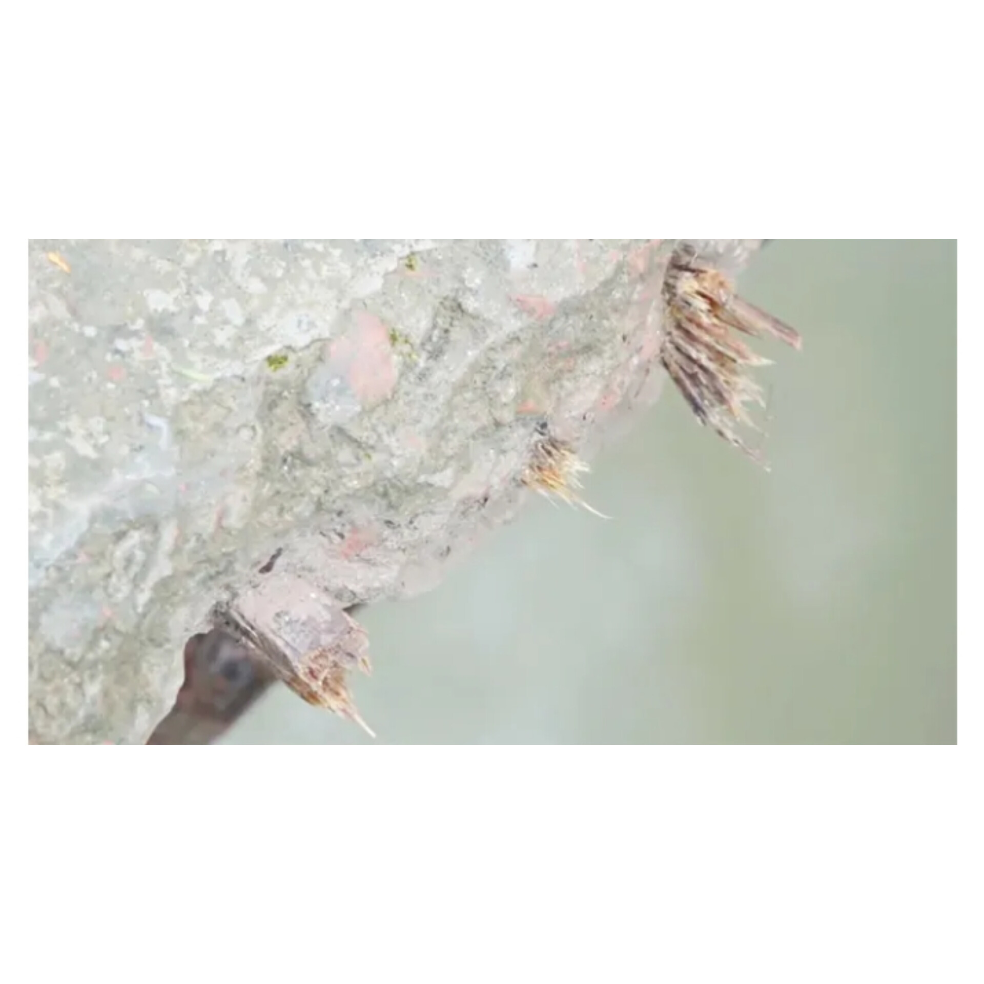 এবার ব্রিজ তৈরিতে রডের পরিবর্তে সুপারি গাছ