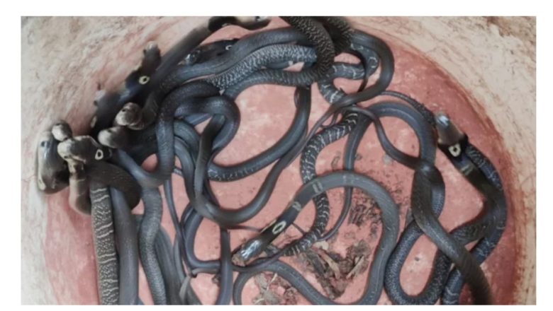 হাটহাজারীতে  পদ্মগোখরা সাপের ২৭  বাচ্চা উদ্ধার