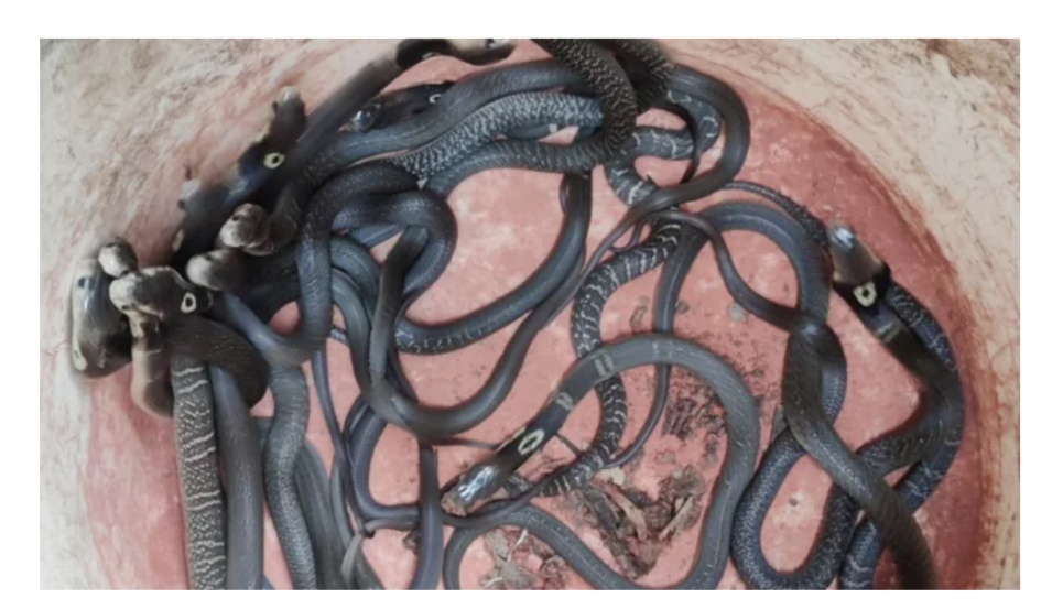 হাটহাজারীতে  পদ্মগোখরা সাপের ২৭  বাচ্চা উদ্ধার