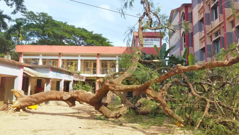 আনোয়ারায় গাছ পড়ে বৃদ্ধ আহত