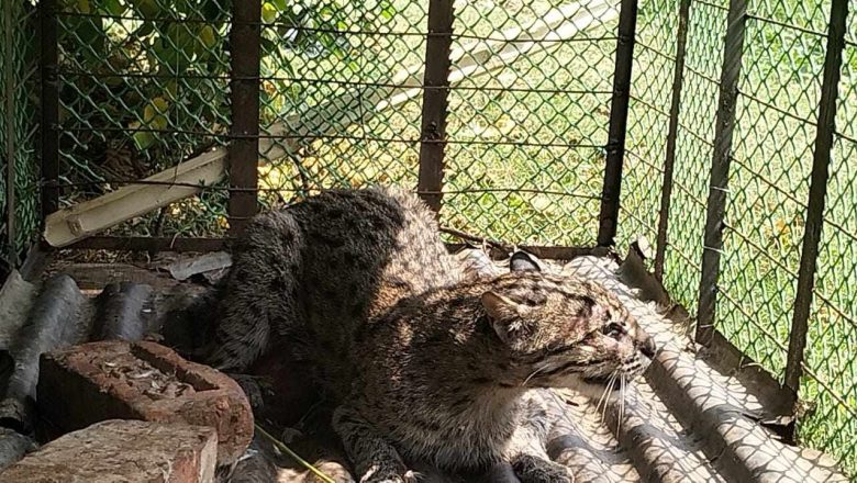 হাটহাজারীতে বিলুপ্ত প্রজাতির মেছো বিড়াল উদ্ধার