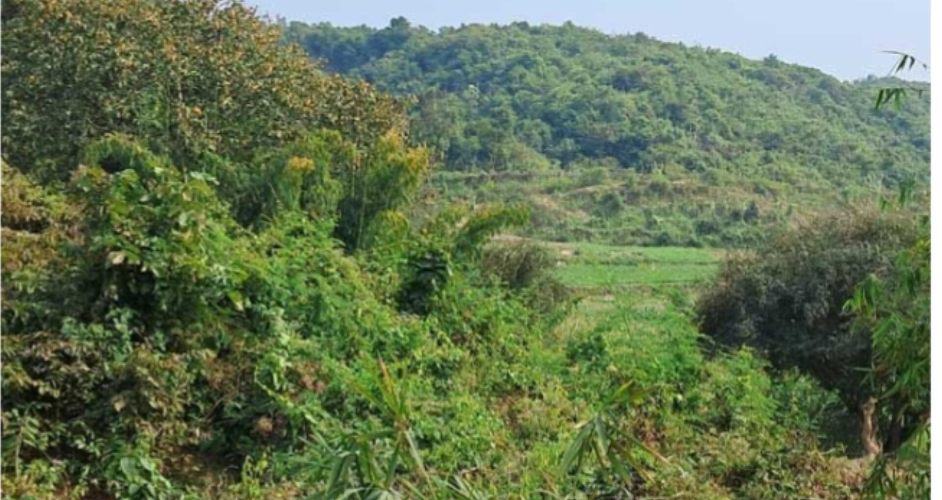 মিয়ানমার থেকে আসা মর্টার শেলের আঘাতে নাইক্ষ্যংছড়িতে ২ বাংলাদেশির মৃত্যু