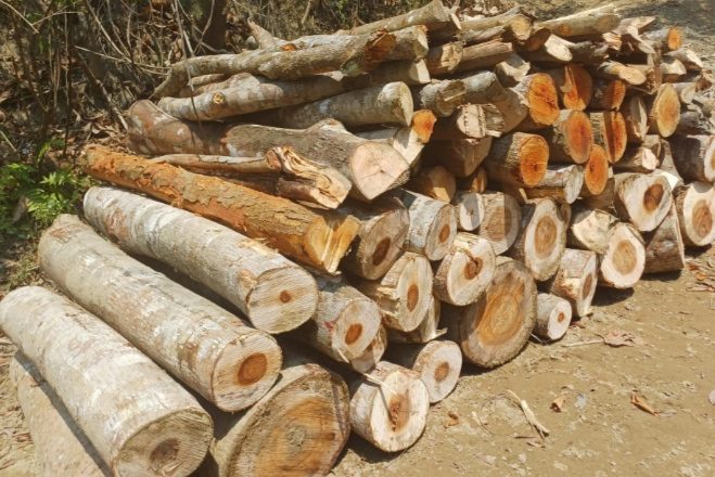 লামায় দুই আ’লীগ নেতার বিরুদ্ধে বনের ৩০০ গাছ কেটে নেয়ার অভিযোগ