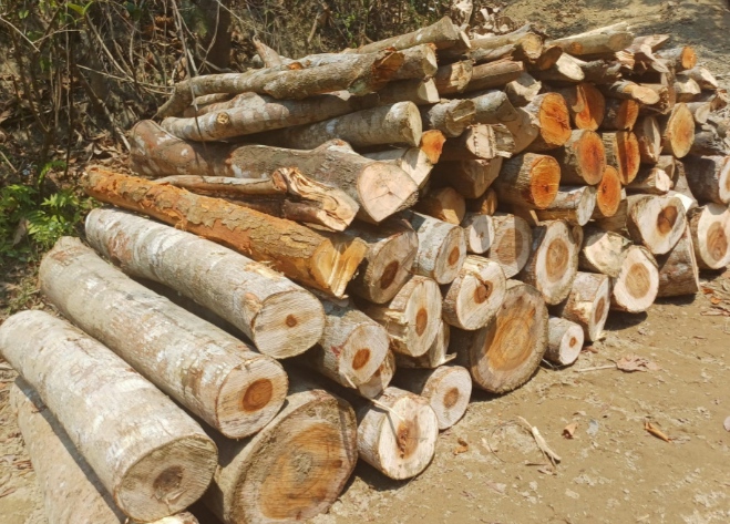 লামায় দুই আ’লীগ নেতার বিরুদ্ধে বনের ৩০০ গাছ কেটে নেয়ার অভিযোগ