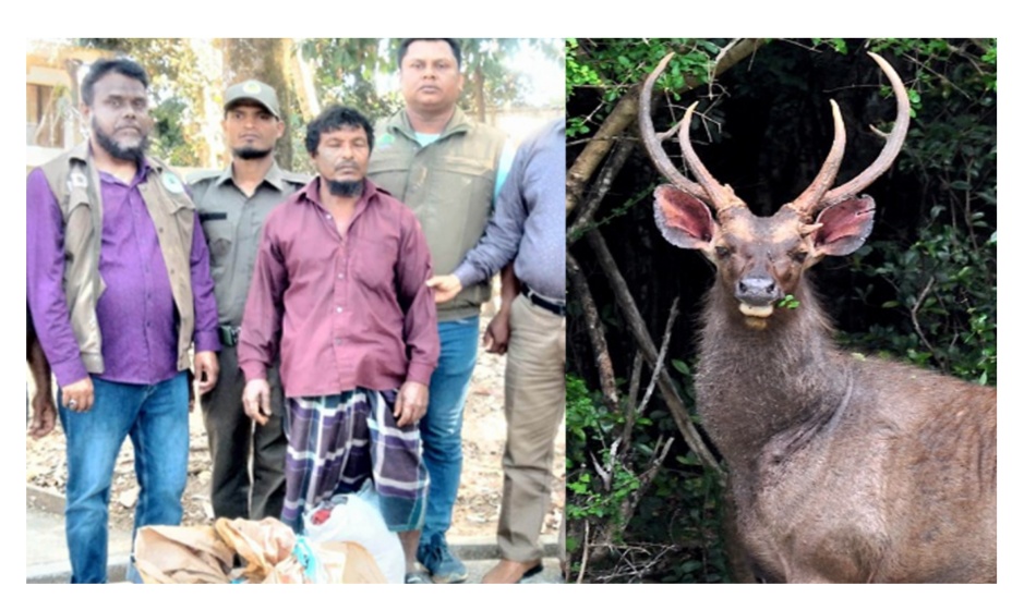 রাঙামাটিতে বিলুপ্ত প্রাণী সাম্বার হরিণ হত্যা, আটক ১