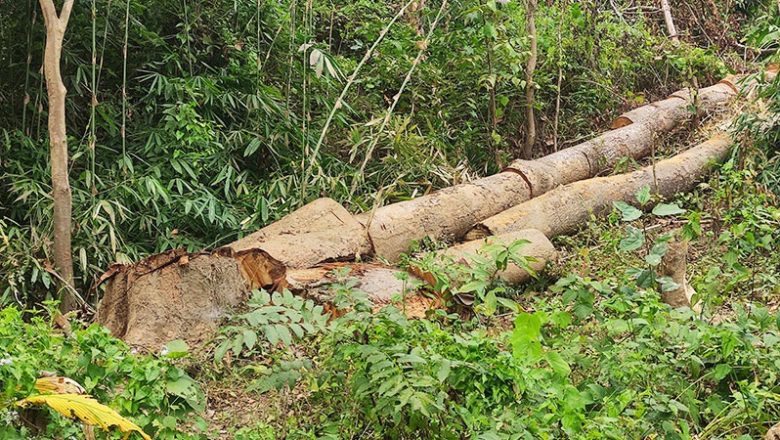 লামা বন বিভাগের গাছ চুরি করে বিক্রি, বন কর্মকর্তাসহ বহিষ্কার ৩