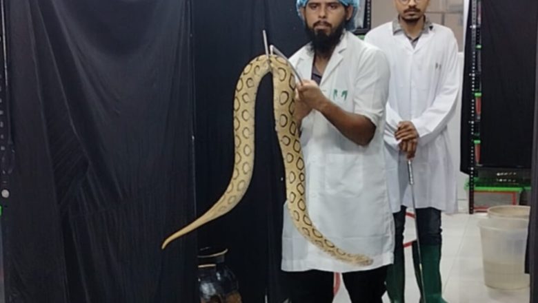 ৫০ টি রাসেল ভাইপার নিয়ে গবেষণা চলছে চমেক হাসপাতালে