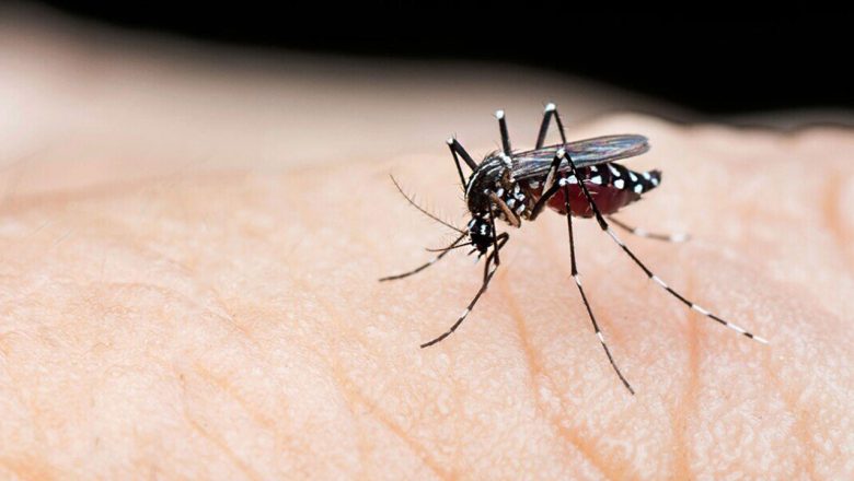 চট্টগ্রাম-বরিশালে ডেঙ্গুর প্রকোপ, একদিনে আক্রান্ত ২৯৪