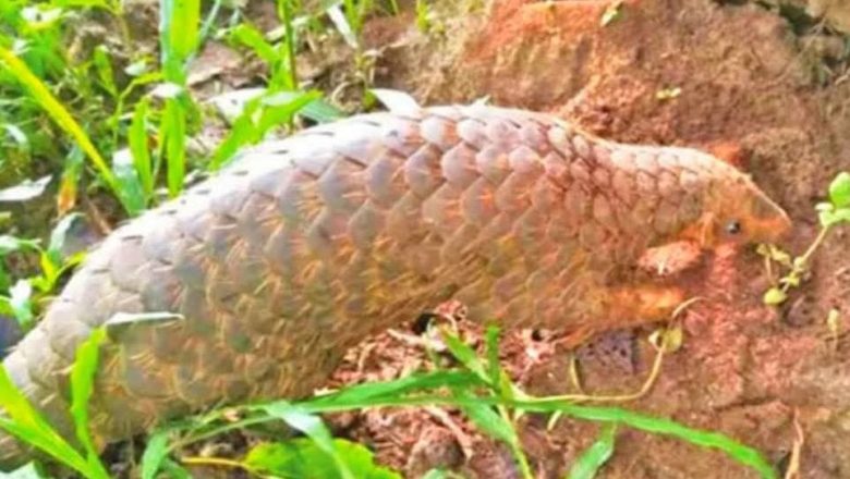 ফটিকছড়ির হাজারিখিল অভয়ারণ্যে বিলুপ্তপ্রায় প্রাণীদের শেষ আশ্রয়