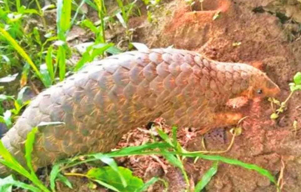 ফটিকছড়ির হাজারিখিল অভয়ারণ্যে বিলুপ্তপ্রায় প্রাণীদের শেষ আশ্রয়