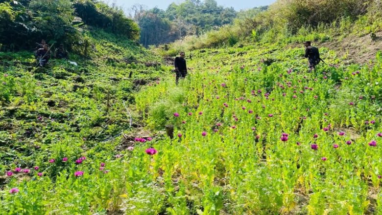 বান্দরবানে যৌথ বাহিনীর অভিযান: ৪৩ একর জমির অবৈধ পপি খেত ধ্বংস