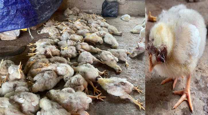 মীরসরাইয়ে পোল্ট্রি খামারে অ্যাসিড ছুড়ে মুরগি হত্যা